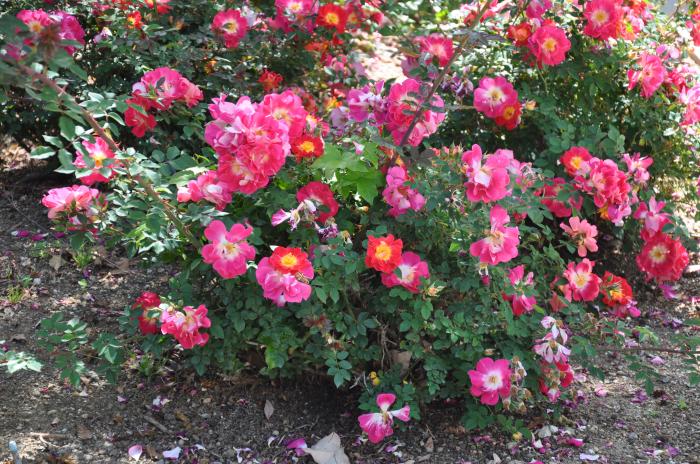 Rosa shrub varieties