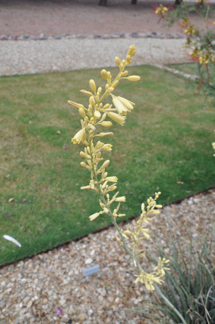Plant photo of: Hesperaloe parviflora 'Yellow'