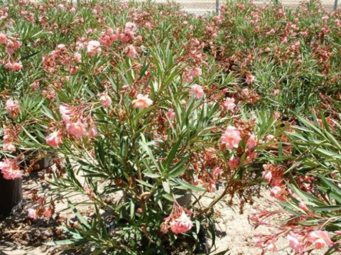 Nerium oleander 'Mrs. Roeding'