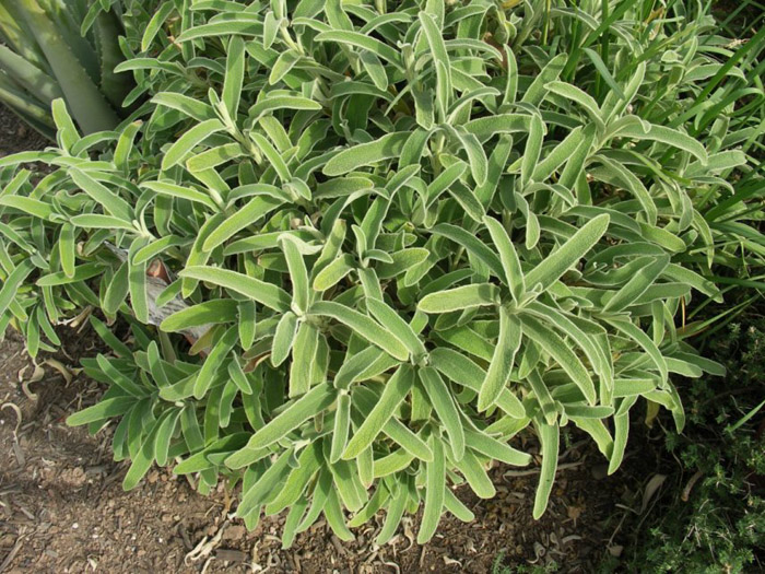 Plant photo of: Phlomis fruticosa