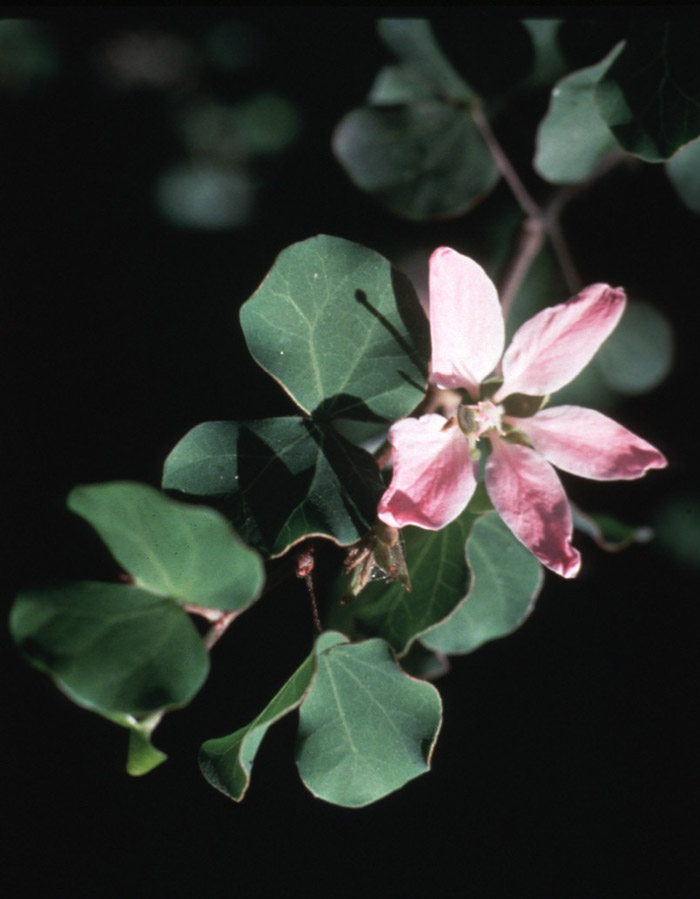 Plant photo of: Bauhinia lunariodes 'Pink'