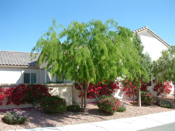 Prosopis glandulosa