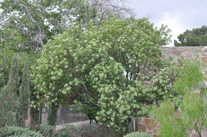 Plant photo of: Vauquelinia californica