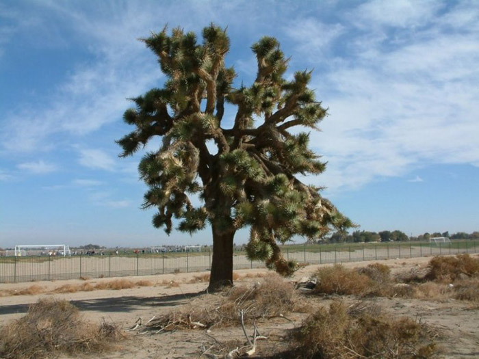Plant photo of: Yucca brevifolia