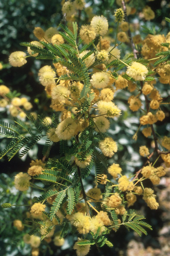Plant photo of: Acacia berlandieri
