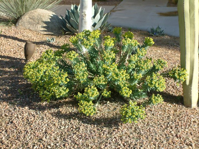 Plant photo of: Euphorbia rigida