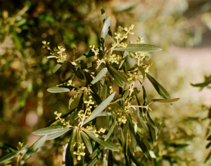 Plant photo of: Olea europaea 'Majestic Beauty'