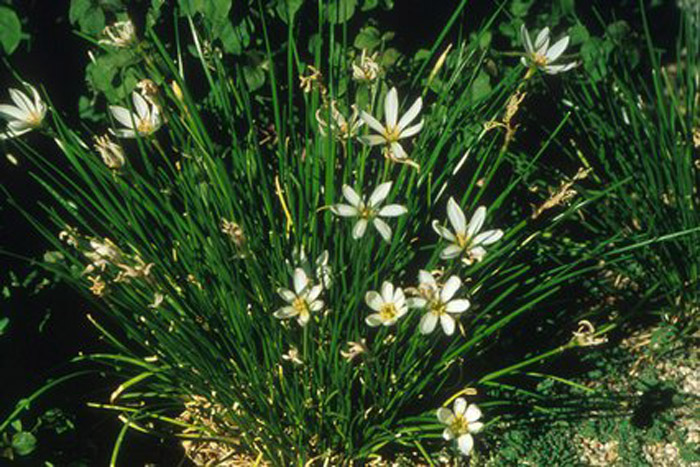Plant photo of: Zephranthes candida