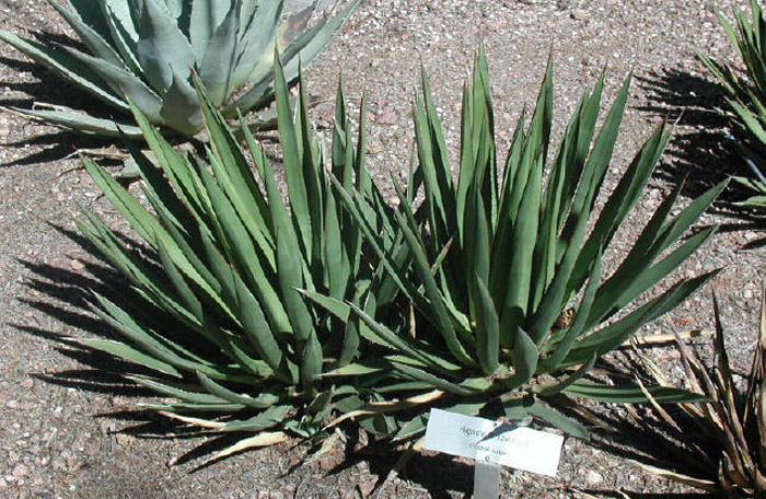 Plant photo of: Agave X arizonica