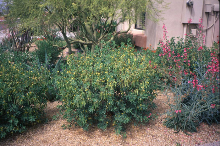 Cassia oliogophylla