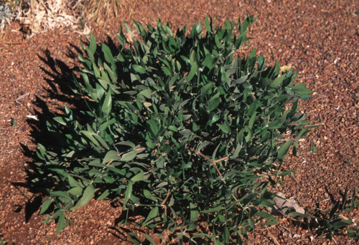 Simmondsia chinensis 'Vista'