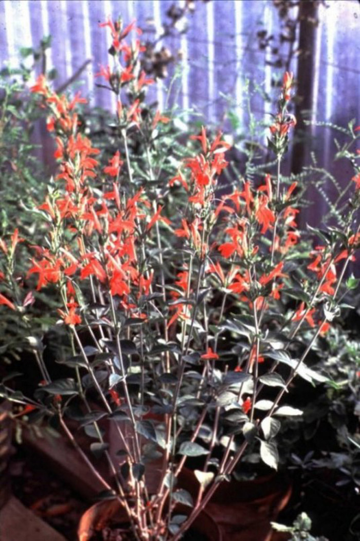 Plant photo of: Justicia ovata