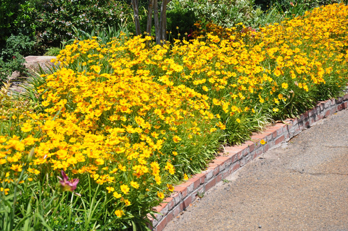 Eared Coreopsis