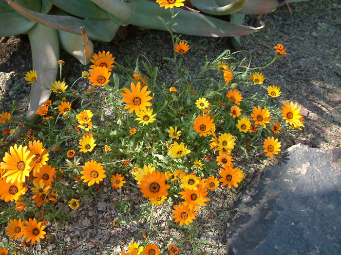 Annual African Daisy, Cape Marigold