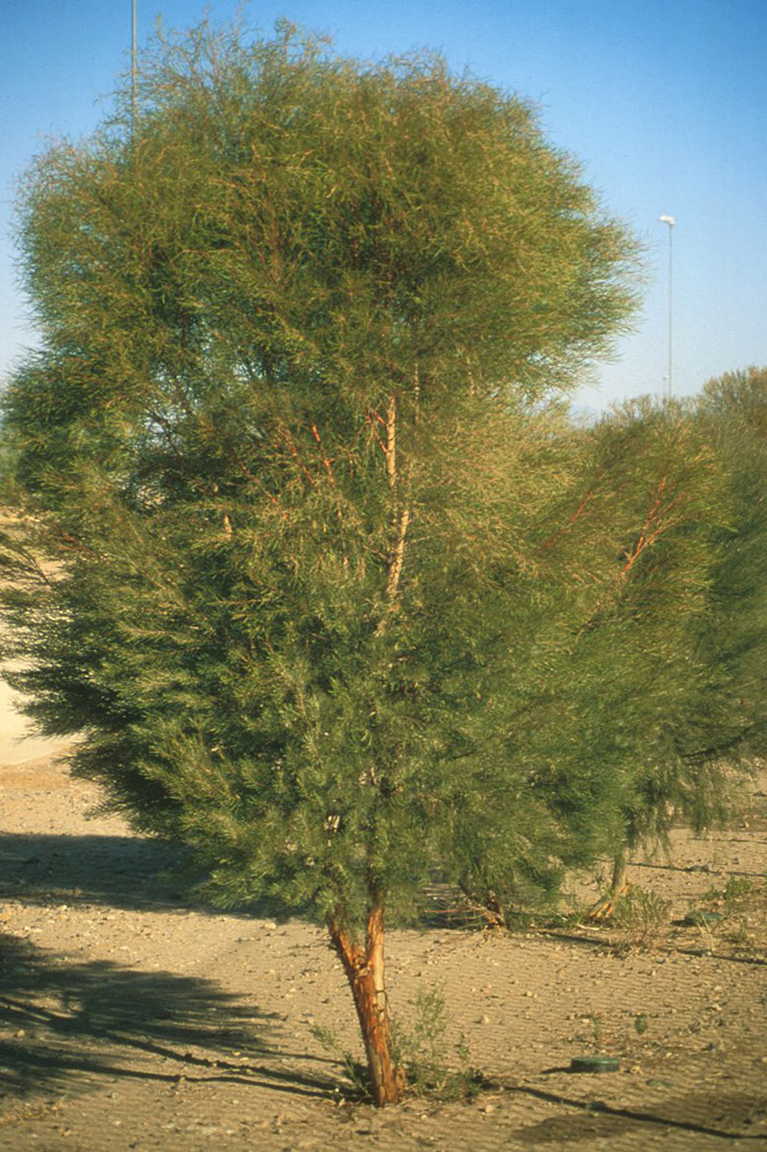 Plant photo of: Eucalyptus formanii