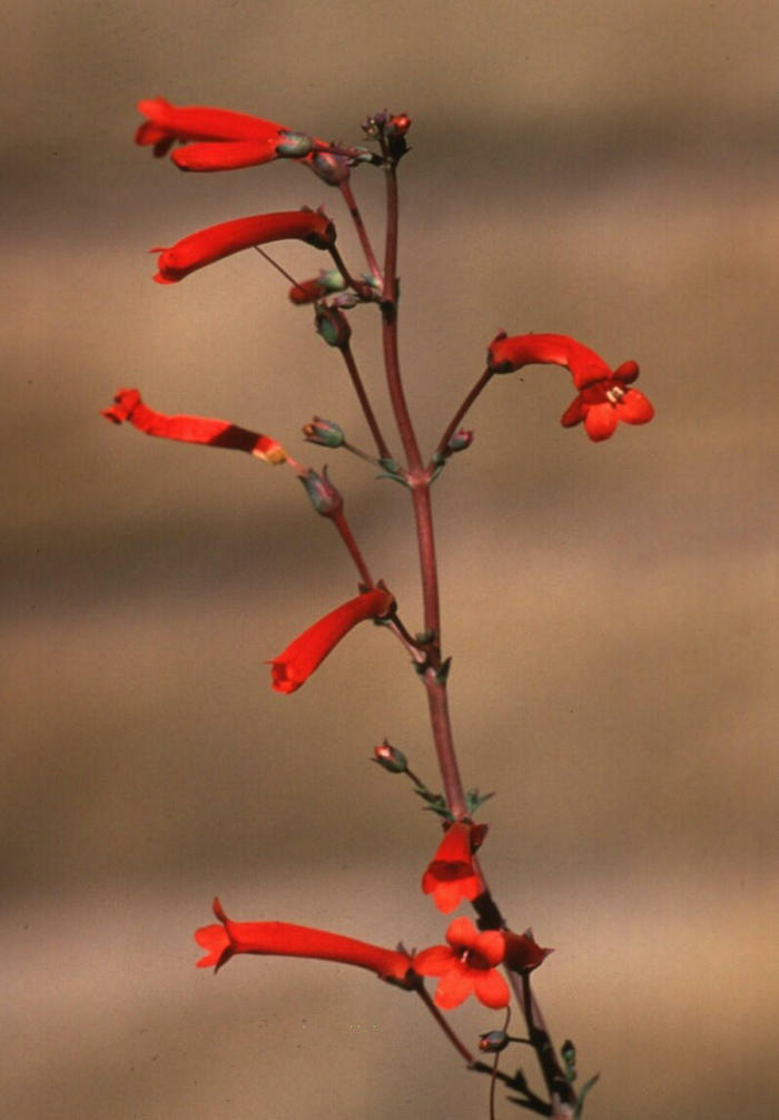 Plant photo of: Penstemon subulatus