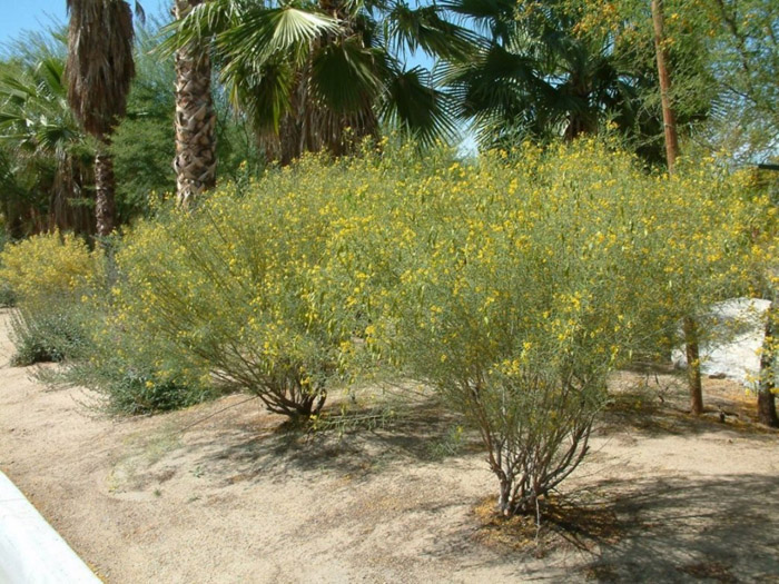 Plant photo of: Cassia artemisioides