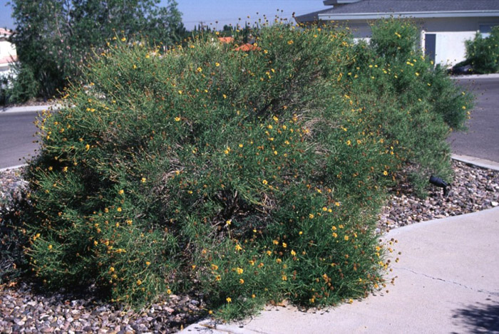 Plant photo of: Viguiera stenoloba