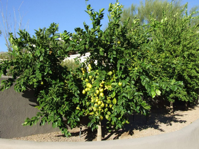Plant photo of: Citrus limon cv.