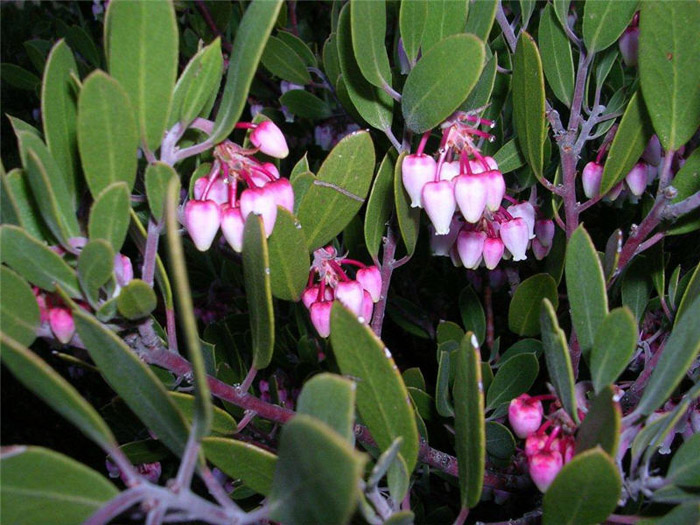 Plant photo of: Arctostaphylos pungens