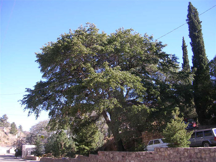 Plant photo of: Quercus emoryi