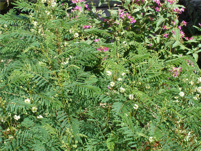 Plant photo of: Acacia angustissima
