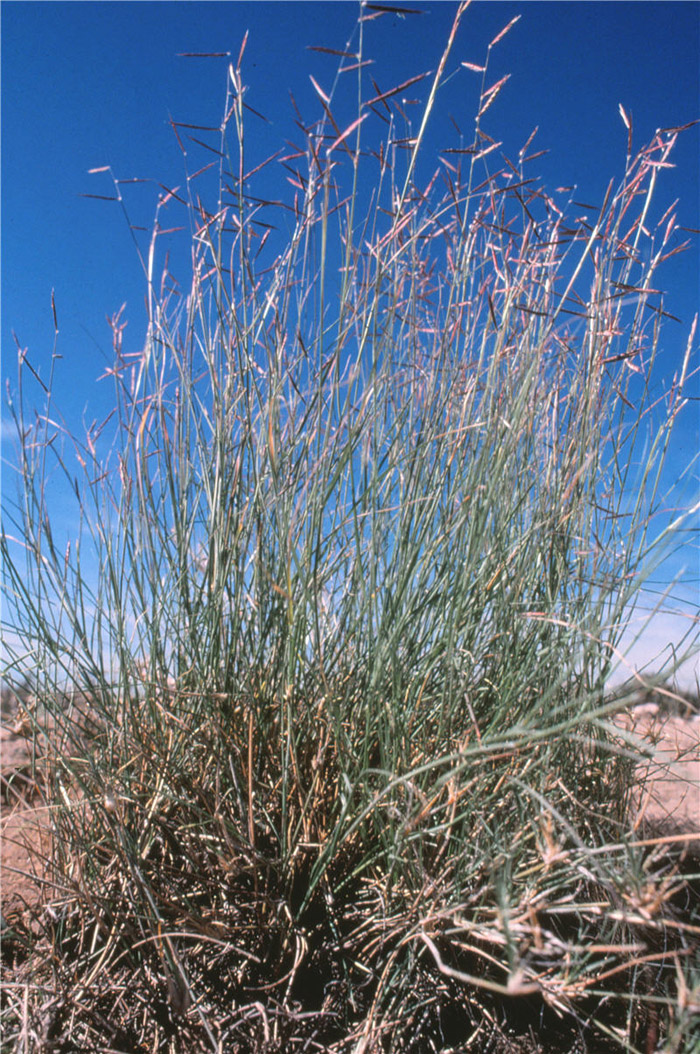 Plant photo of: Bouteloua eriopoda