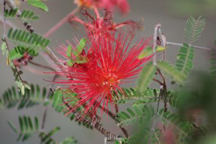 Baja Fairy Duster, Red Calliandra