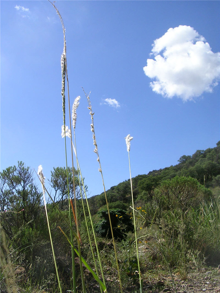 Plant photo of: Digitaria californica