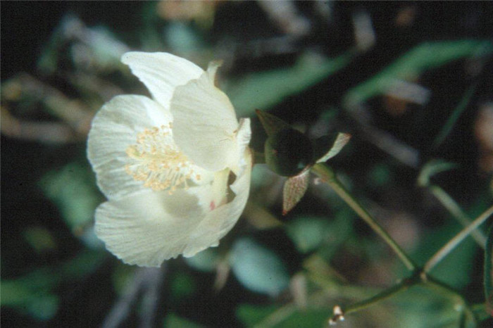 Gossypium thurberi