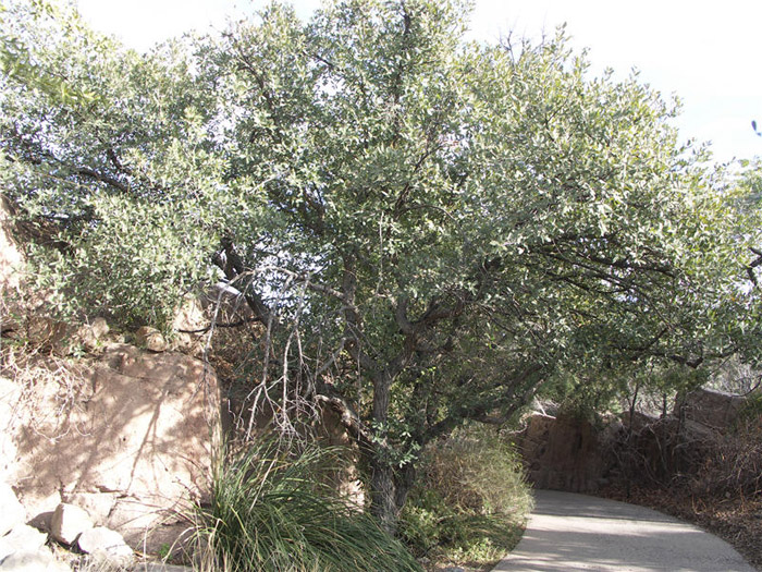 Plant photo of: Quercus arizonica
