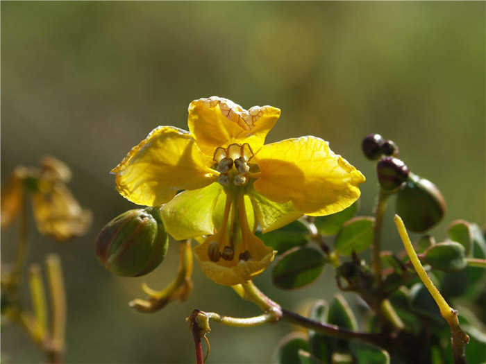 Plant photo of: Senna purpusi (Cassia)