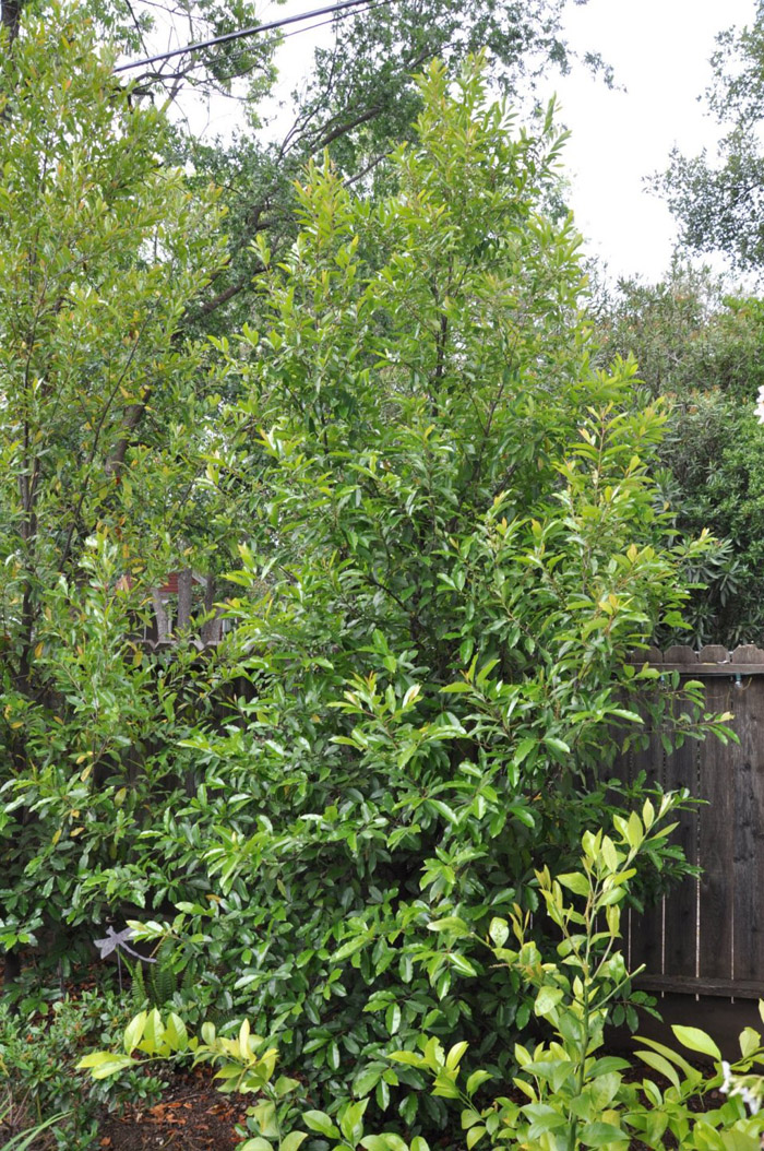 Plant photo of: Prunus caroliniana