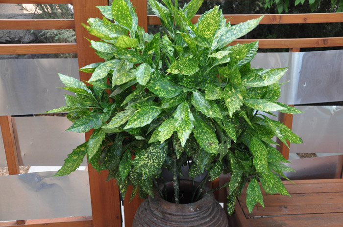 Plant photo of: Aucuba japonica