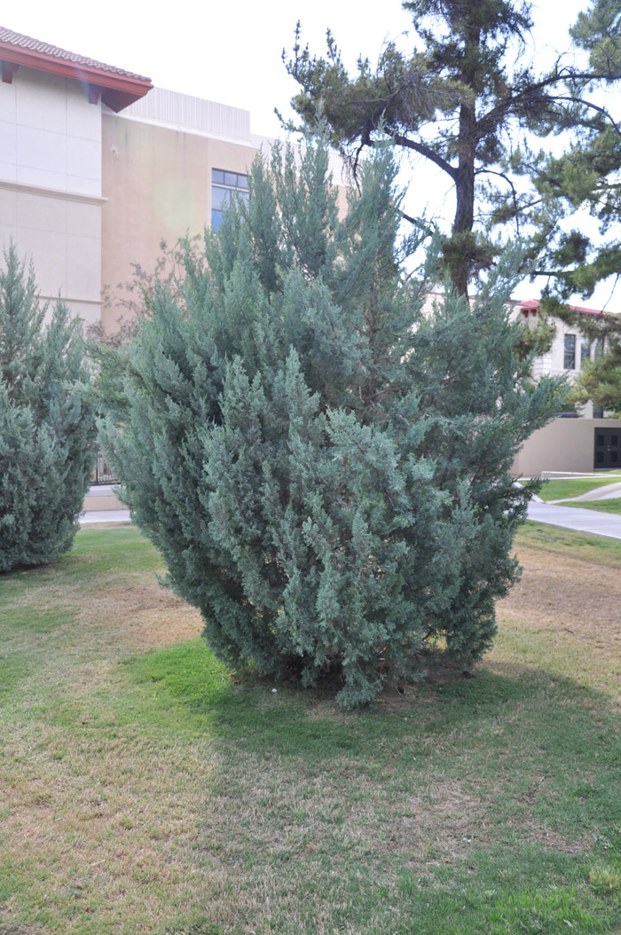 Juniperus scopulorum 'Blue Spire'