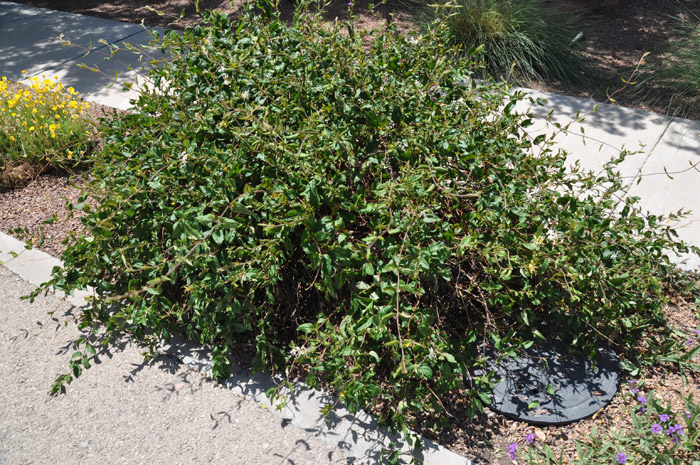 Plant photo of: Lonicera japonica 'Halliana'