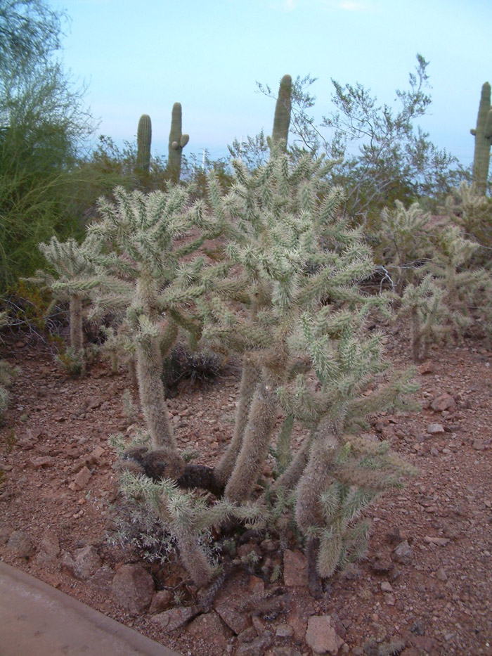 Jumping Cactus, Chainfruit Cholla