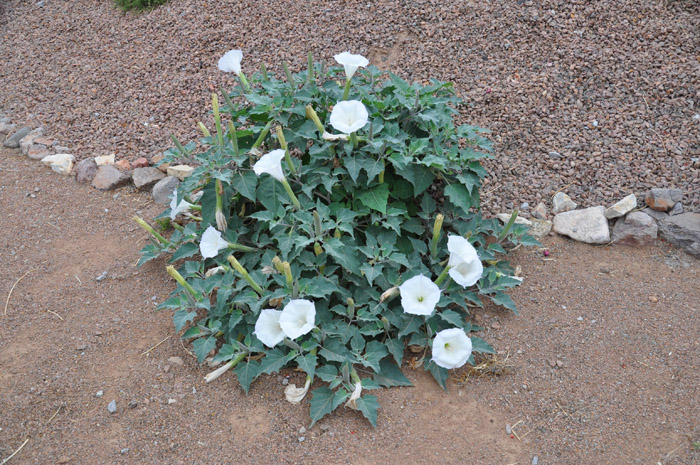 Plant photo of: Datura stramonium
