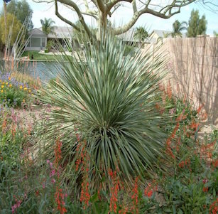 Chihuahuan Desert Plants