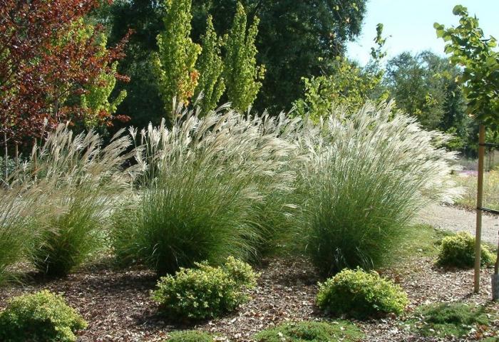 Miscanthus sinensis 'Adagio'