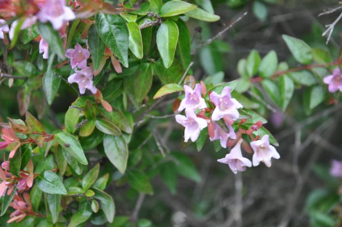 Glossy Abelia