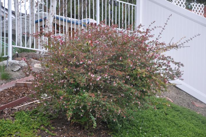 Plant photo of: Abelia x grandiflora 'Edward Goucher'