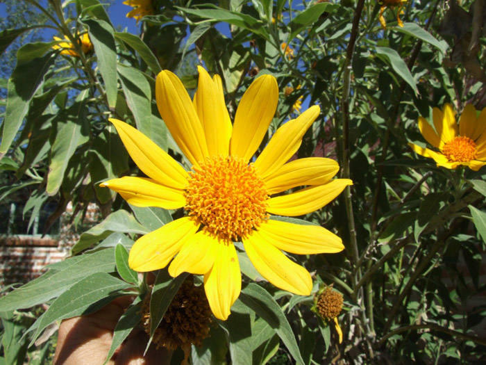 Plant photo of: Helianthus maximilianii