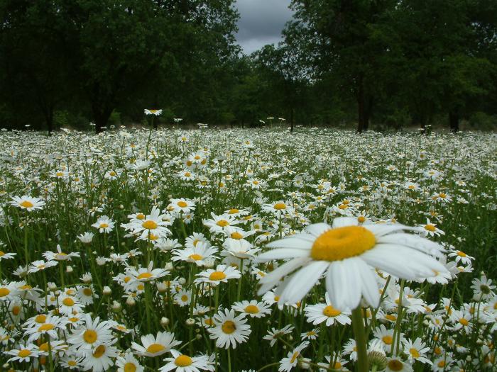 Shasta Daisy