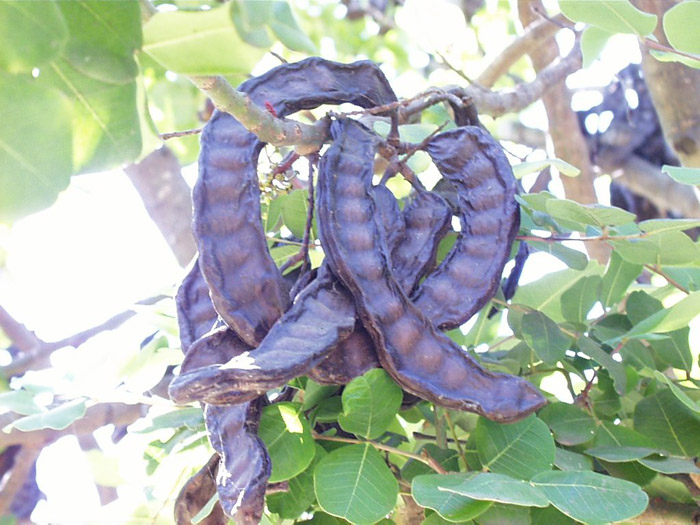 Ceratonia siliqua