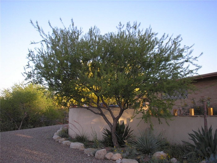 Catclaw Acacia, Devil's Claw