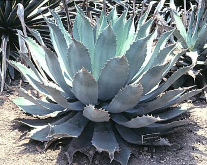 Agave potatorum