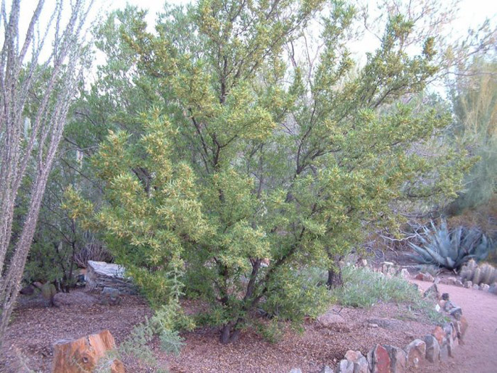 Dodonaea viscosa