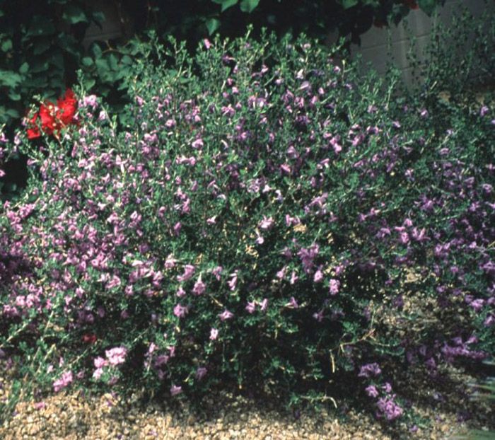 Leucophyllum langmaniae