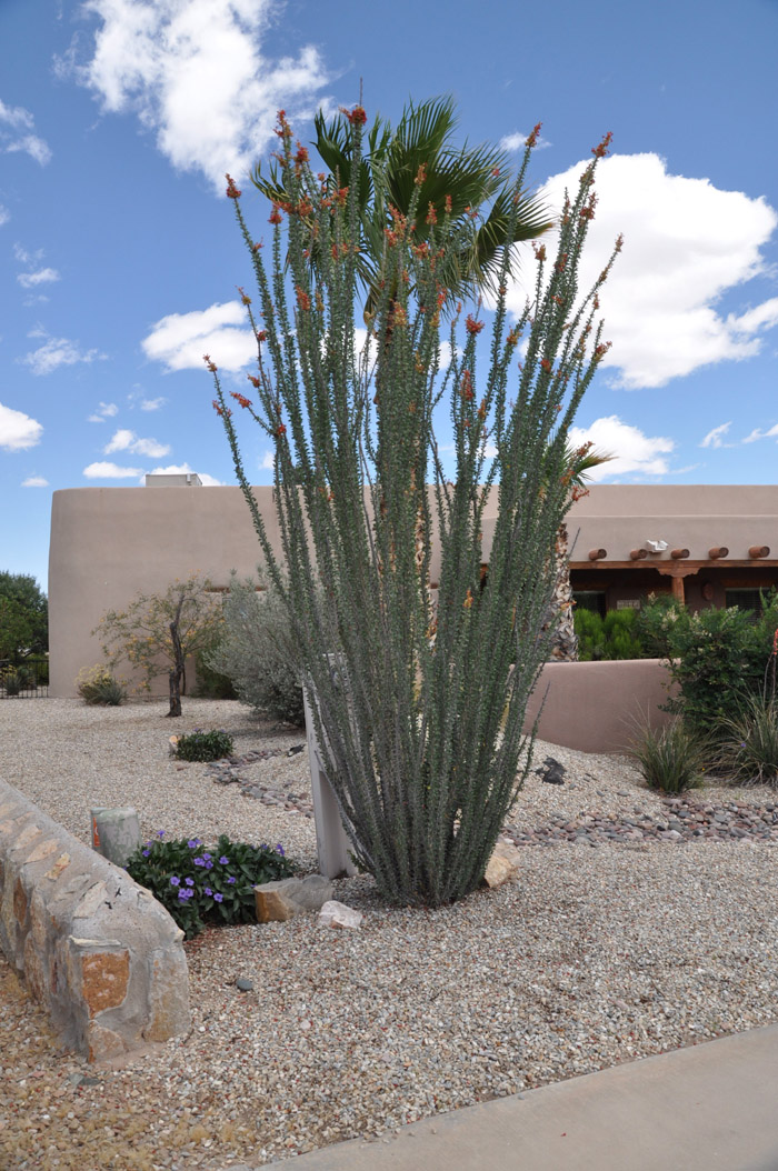 Fouquieria splendens